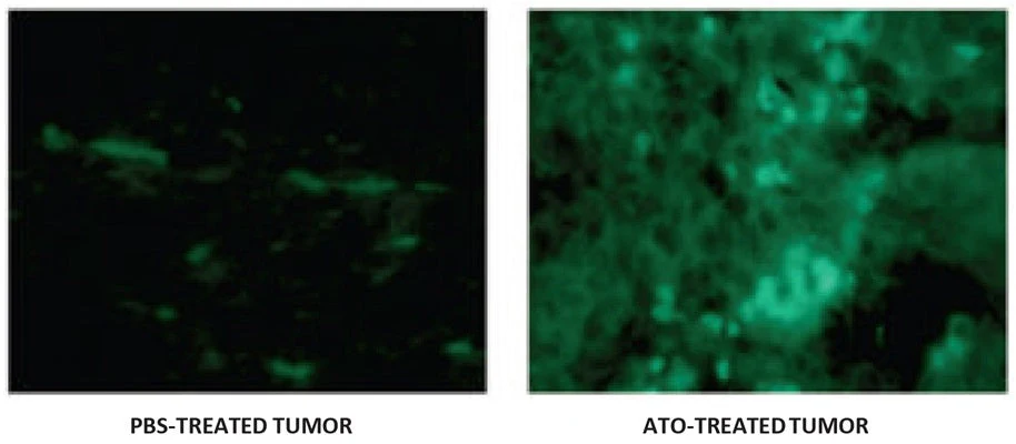 Green Fluorescent FAM In vivo Poly (active) Caspase (VAD) Assay - Image 5