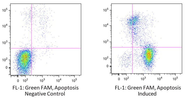 Green Fluorescent FAM-VAD-OPH II in vitro poly Caspase Apoptosis Detection Reagent