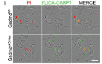 Far-Red Fluorescent FLICA® 660 Caspase-1 (YVAD) Assay Kit - Image 3