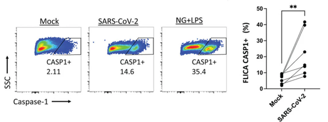Far-Red Fluorescent FLICA® 660 Caspase-1 (YVAD) Assay Kit - Image 5