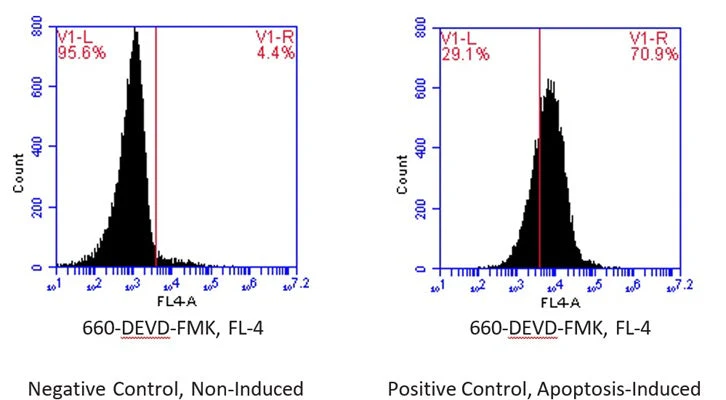Far-Red Fluorescent FLICA® 660 Caspase-3/7 (DEVD) Assay Kit - Image 2