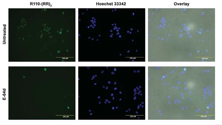 Green Fluorescent Cathepsin B Assay - Image 4