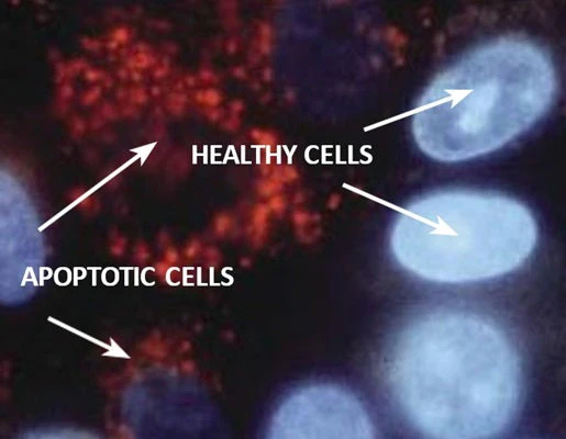 Hoechst 33342 Fluorescent Nucleic Acid Stain - Image 3