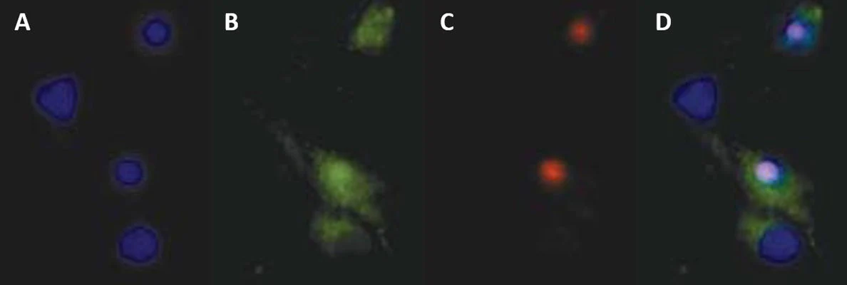 Hoechst 33342 Fluorescent Nucleic Acid Stain - Image 4