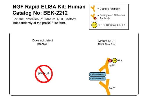 Human Beta-NGF Rapid ELISA Assay - Image 2