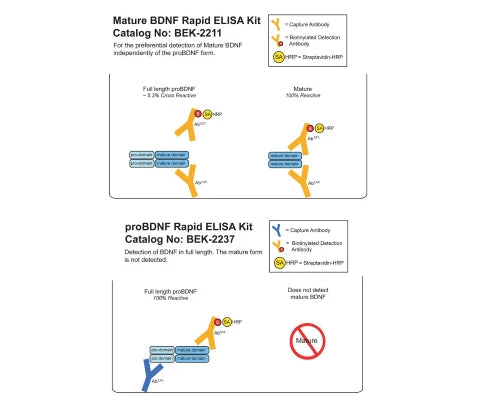 Human mBDNF/proBDNF Combo Rapid ELISA Assay