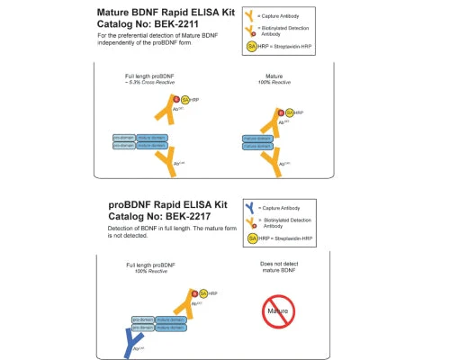 Human mBDNF Rapid ELISA Assay - Image 2