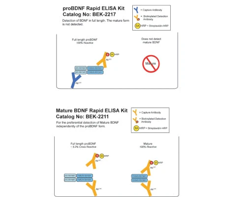 Human proBDNF Rapid ELISA Assay - Image 2
