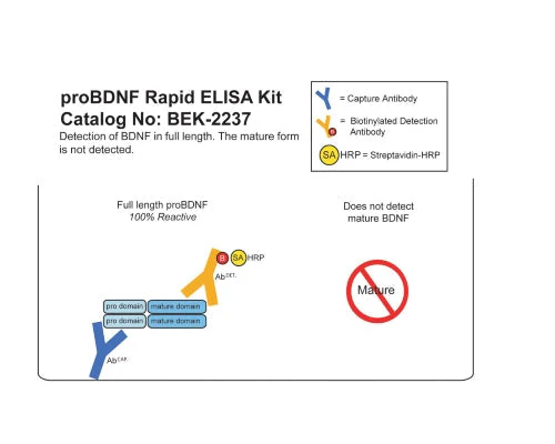 Human proBDNF Rapid ELISA Assay - Image 2
