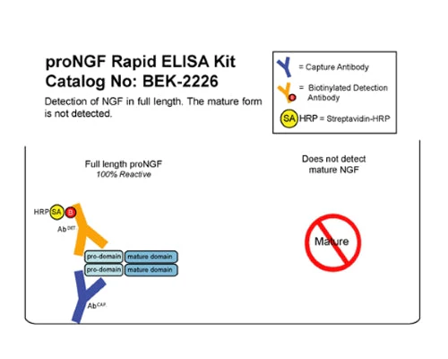 Human proNGF Rapid ELISA Assay - Image 2