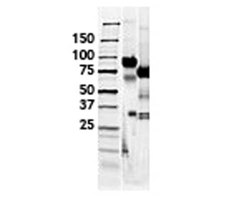 L-selectin-Fc Chimera, Human, Purified Recombinant Protein