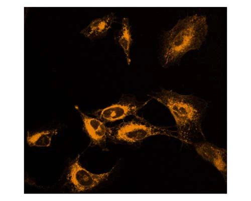 LipoFluor-ER1™ Endoplasmic Reticulum Tracing Reagent - Image 2