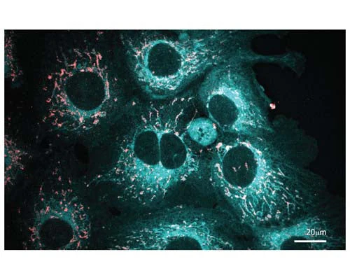 LipoFluor-ER2™ Endoplasmic Reticulum Blue Tracing Reagent