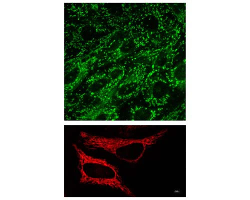LipoFluor-MR™ Mitochondria Tracing Reagent