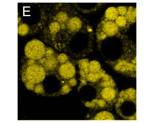 LipoFluor-P1™ Polar Lipid Tracing Reagent - Image 2