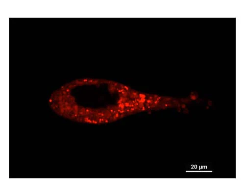 LipoFluor-P2™ Polar Lipid & Endoplasmic Reticulum Tracing Reagent - Image 2