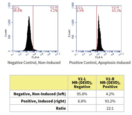 Magic Red® Fluorescent Caspase-3/7 Assay Kit - Image 11
