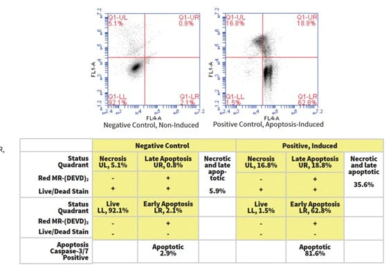 Magic Red® Fluorescent Caspase-3/7 Assay Kit - Image 12
