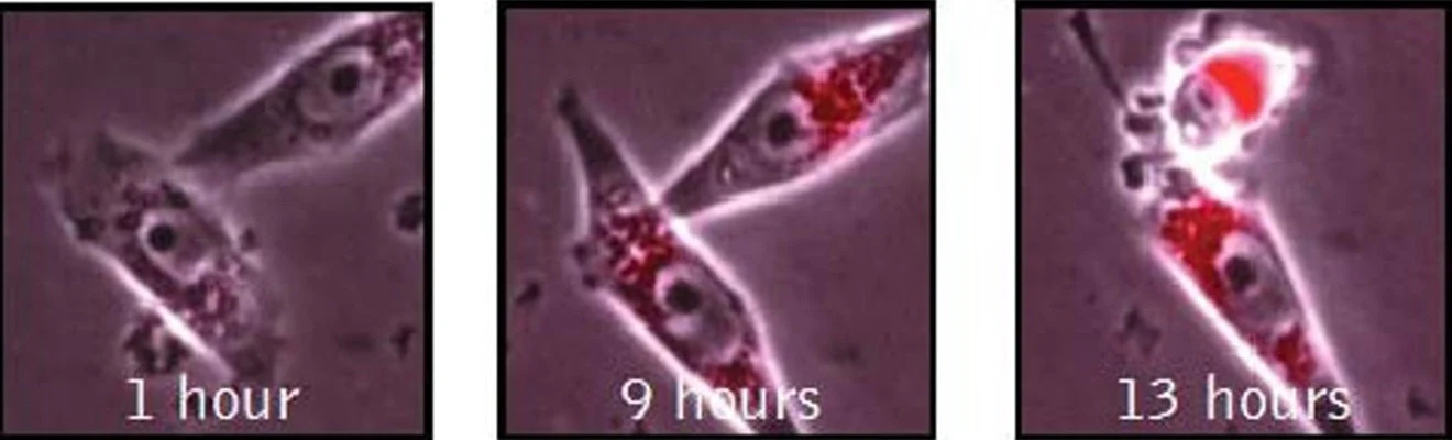 Magic Red® Fluorescent Caspase-3/7 Assay Kit - Image 3