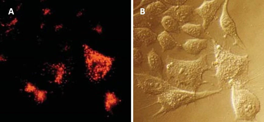 Magic Red® Fluorescent Caspase-3/7 Assay Kit - Image 4