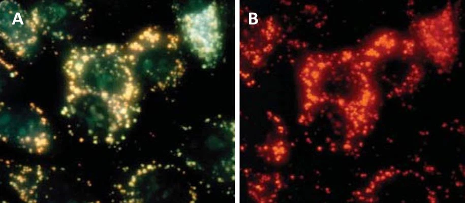Magic Red® Fluorescent Caspase-3/7 Assay Kit - Image 5