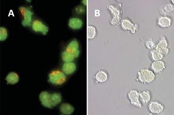 Magic Red® Fluorescent Caspase-3/7 Assay Kit - Image 6