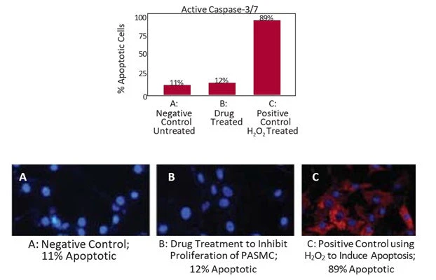 Magic Red® Fluorescent Caspase-3/7 Assay Kit - Image 7