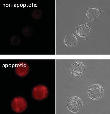 Magic Red® Fluorescent Caspase-3/7 Assay Kit - Image 8