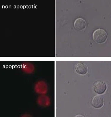 Magic Red® Fluorescent Caspase-3/7 Assay Kit - Image 9