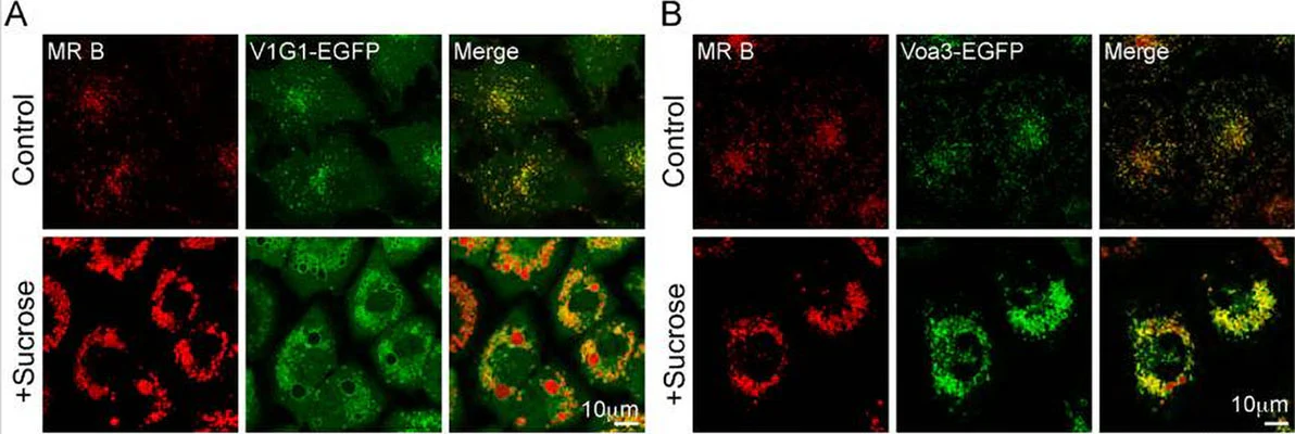 Magic Red® Fluorescent Cathepsin B Assay Kit - Image 11