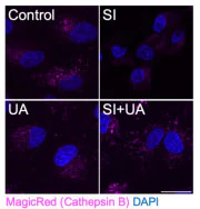 Magic Red® Fluorescent Cathepsin B Assay Kit - Image 6