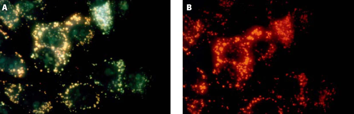 Magic Red® Fluorescent Cathepsin K Assay Kit - Image 3