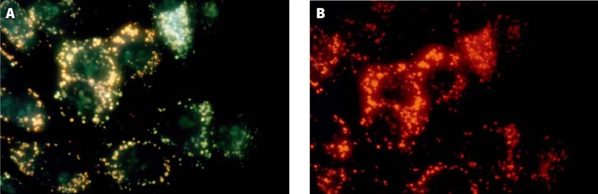 Magic Red® Fluorescent Cathepsin L Assay Kit - Image 2