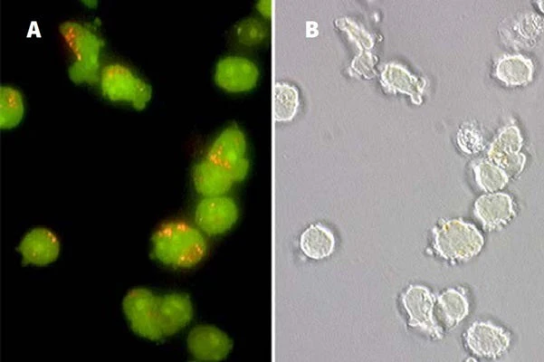 Magic Red® Fluorescent Cathepsin L Assay Kit - Image 3