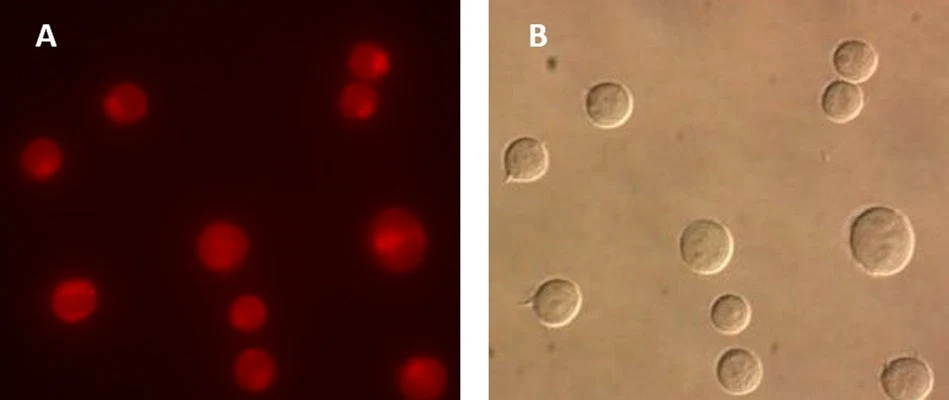 Magic Red® Fluorescent Cathepsin L Assay Kit - Image 4