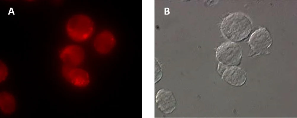 Magic Red® Fluorescent Cathepsin L Assay Kit - Image 5