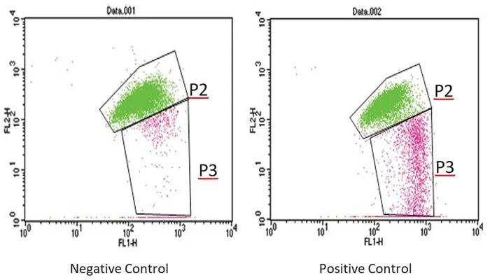 JC-1 Fluorescent Mitochondrial Membrane Depolarization Assay - Image 4