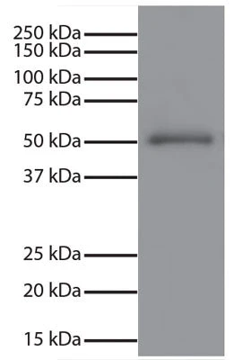 Mouse Anti-Human IgG Fc Secondary Antibody, Unconjugated