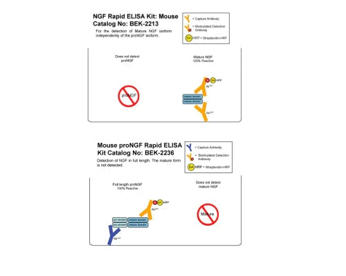 Mouse mNGF/proNGF Combo Rapid ELISA Assay