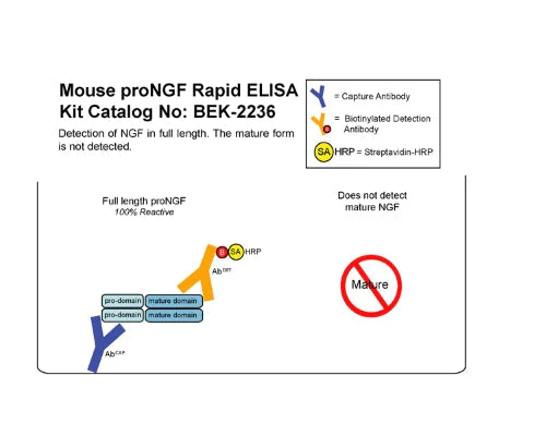 Mouse proNGF Rapid ELISA Assay - Image 2