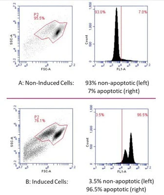 Necrosis vs Apoptosis Assay Kit