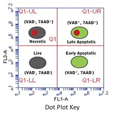 Necrosis vs Apoptosis Assay Kit - Image 4