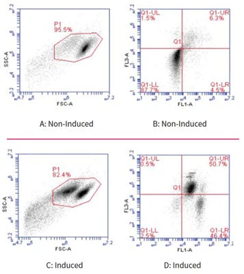 Necrosis vs Apoptosis Assay Kit - Image 5