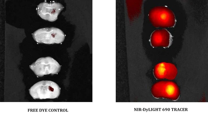 Near Infrared DyLight® 690 Free Dye Control Assay