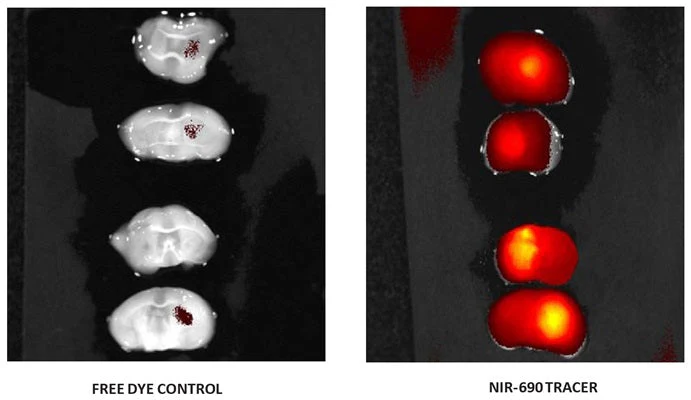 Near-Infrared DyLight® 690 Tracer in vivo Active Caspase (VAD) Assay