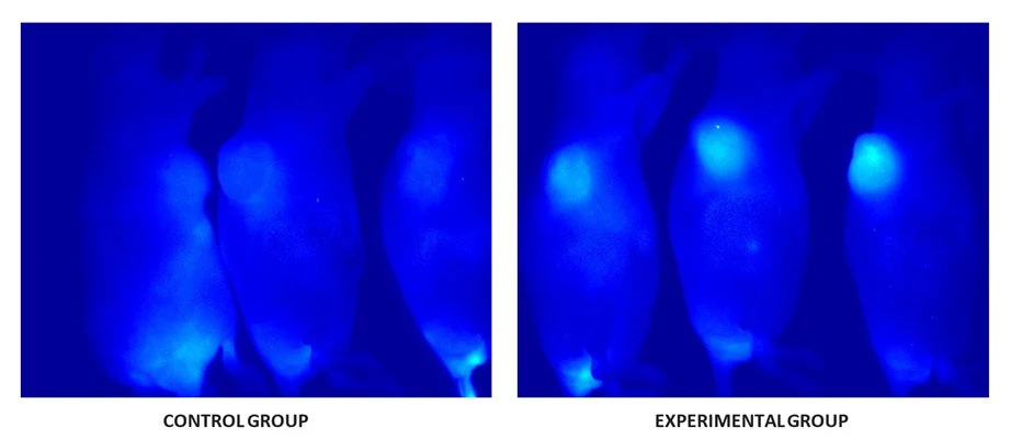 Near-Infrared DyLight® 747 Tracer in vivo Active Caspase (VAD) Assay