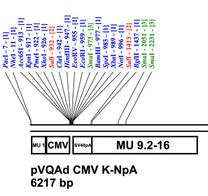pAd CMV K-NpA Shuttle Plasmid