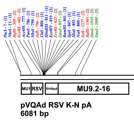 pAd RSV K-NpA Shuttle Plasmid
