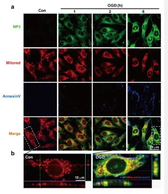 Peroxynitrite Detection Kit - Image 4