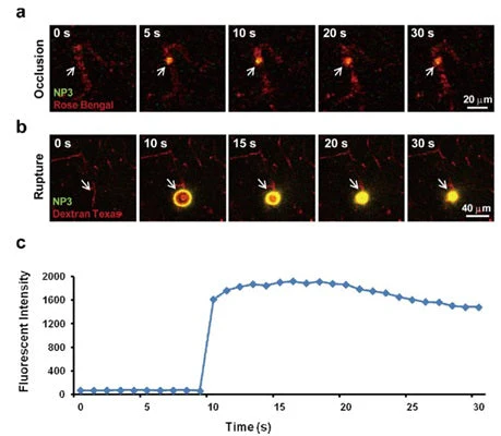 Peroxynitrite Detection Kit - Image 5